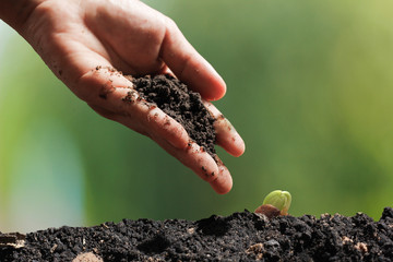 agriculture plant seeding growing step concept in garden