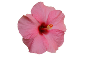 Naklejka premium Pink Hibiscus on white background with path
