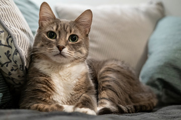 Fototapeta na wymiar Cute cat is resting on a soft sofa, among the pillows. He lies in an important, beautiful pose and looks with interest at the camera.