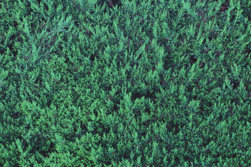 Thuja foliage texture. Nature background. Abstract natural texture