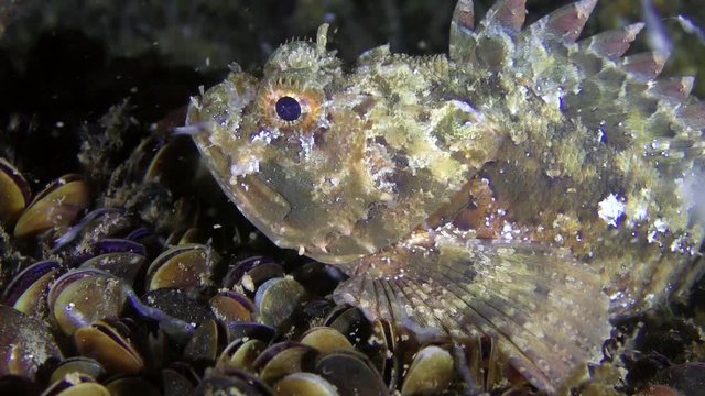 Black scorpionfish (Scorpaena porcus) on a stone covered with mussels, close-up.