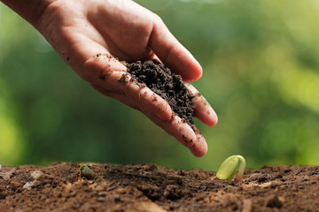 Agriculture. Growing plants. Plant seedling