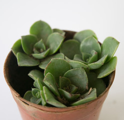 Cactus y suculentas