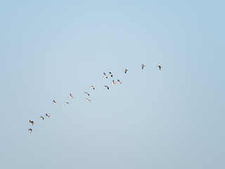 Group of greylag geese, Anser anser, flying against pastel blue sky, bird migration in Netherlands