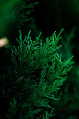 Background of the shrub of juniper