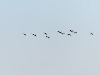 Group of greylag geese, Anser anser, flying against pastel blue sky, bird migration in Netherlands
