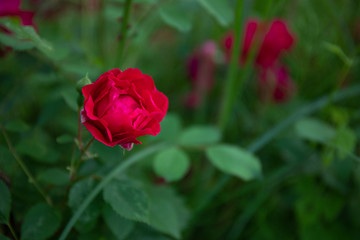 Red rose in a natural green leaves background