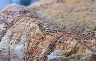 Cloudina Carinata, early metazoan worn-shaped