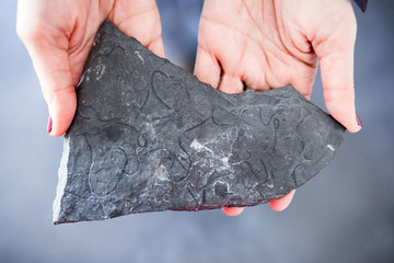 Skolithos, fossil burrows made by worns on slate © WH_Pics