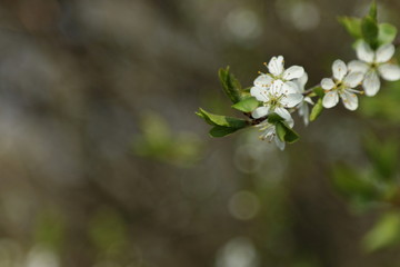 Obstblüte Blüte