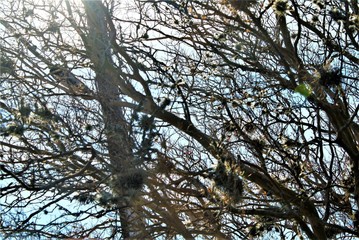 tree in the sky