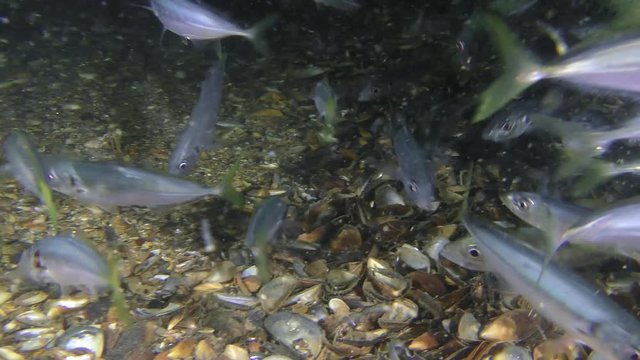 A flock of commercial fish Scad (Trachurus mediterraneus) eats small crustaceans.