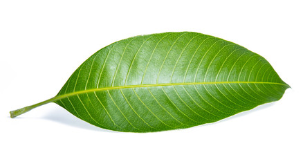 Obraz premium Green leaf mango isolated on white background
