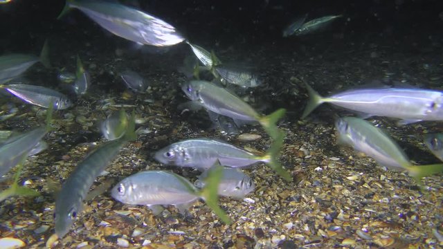 A lot of commercial fish Mediterranean horse mackerel (Trachurus mediterraneus) swims near the bottom in search of food.