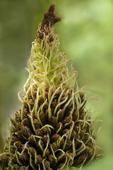 Blütenkolben vom Mammutblatt - Gunnera manicata