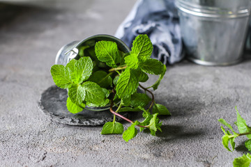 Photo of fresh mint in a pot. Peppermint plants in a pot. Fresh mint growing in a flowerpot. Herb. Still life photography. Image