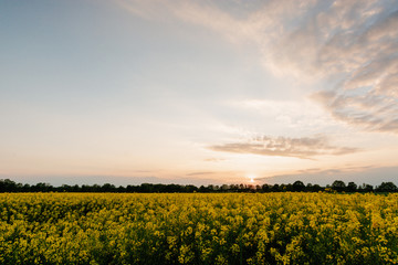 Fototapeta premium Yellow rapeseed field at sunset