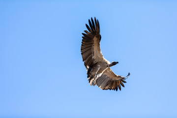 Vulture come in to land in baobab tree