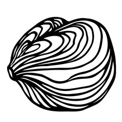 peeled hazelnut kernel, element of decorative ornament or pattern, vector illustration with black contour lines isolated on white background in doodle and hand drawn style