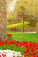 Colorful flower beds during the annual April tulip festival in Istanbul in Gulhane Park, Turkey