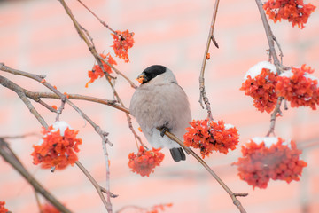 Cute colorful eurasian bullfinch eating red berries, (Pyrrhula pyrrhula)