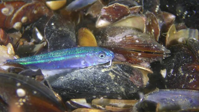 Juvenile pelagic form of Red mullet (Mullus barbatus).