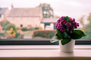 Vintage color Bouquets of purple spring violet in glass vase near the window ,Europ location