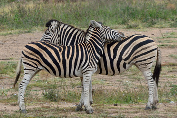 Two Zebras Scratching