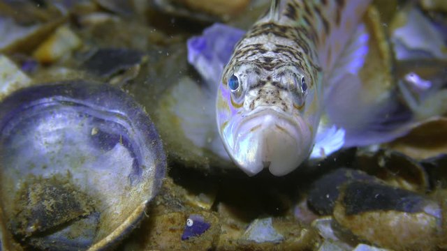 Poisonous fish Greater weever (Trachinus draco), portrait, front view.