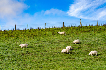 Field of white sheep in the highlands in Sky,Mountain range at sunset,Beautiful mountains landscape...