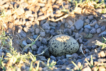 Egg in the Road