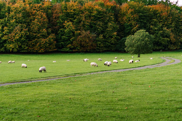 Field of white sheep in the highlands in Sky,Mountain range at sunset,Beautiful mountains landscape...