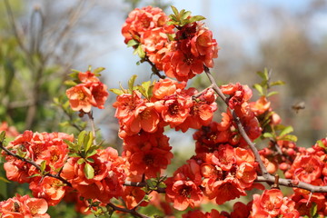 red flowers on the branches flowering chaenomeles, Red Japanese quince flowers