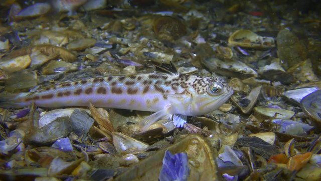 Bottom fish Greater weever (Trachinus draco) is trying to bury in the bottom covered with shells.