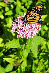 Monarch butterfly