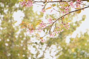 Beautiful cherry blossom or sakura in spring time over  sky