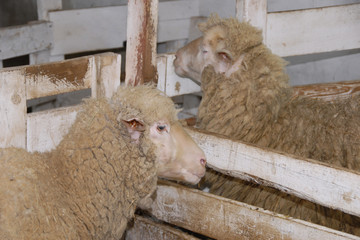 Two sheep on the farm