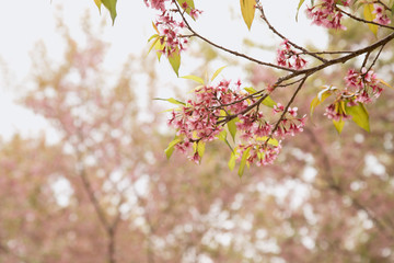 Beautiful cherry blossom or sakura in spring time over  sky