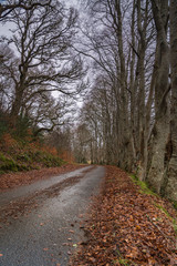 An avenue of European Beech or Common Beech, Fagus sylvatica, lining a single track road taken in winter near Plockton, Scotland. 29 December 2019