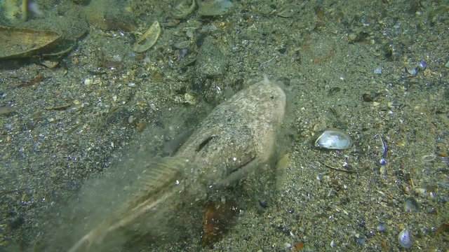 Bottom fish Atlantic stargazer (Uranoscopus scaber) digs into the sandy bottom, top view.