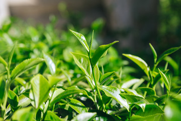 Fresh tea  leaves.