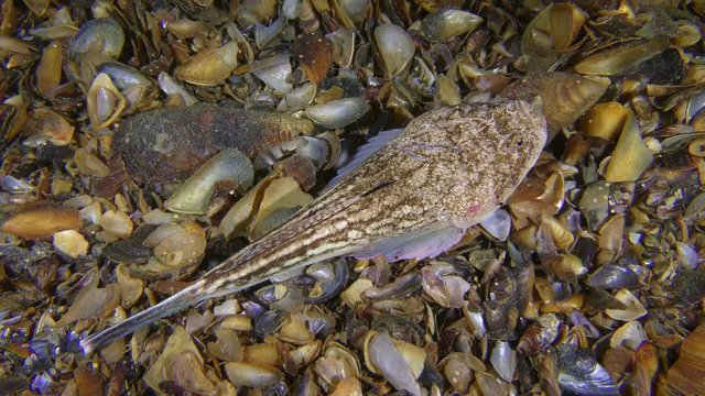 Sea fish Atlantic stargazer (Uranoscopus scaber) lies on the seabed, top view.