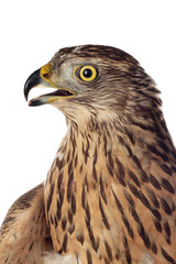 A goshawk, beautiful bird