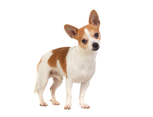 Funny white Chihuahua with big ears