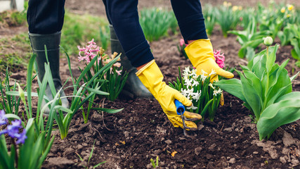 Farmer loosening soil with hand fork among spring flowers in garden. Woman in gloves checking hyacinths