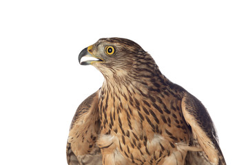 Fototapeta premium A goshawk, beautiful bird