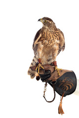 The art of falconry - obrazy, fototapety, plakaty