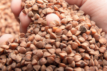 Brown buckwheat groats / Buckwheat in a hands / Brown buckwheat groats background