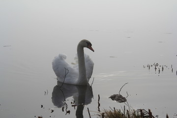 Swan on a misty morning lake