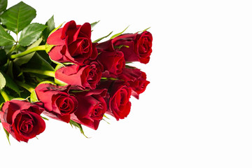 Gorgeous red roses close up view isolated. Beautiful backgrounds. Red Roses backgrounds. Valentine day backgrounds. Postcard.